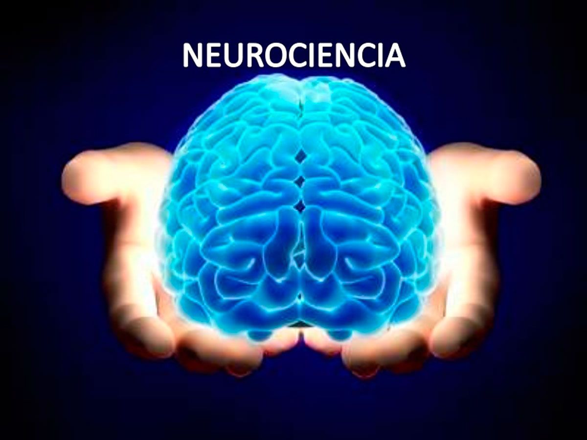 Resultado de imagen de la neurociencia